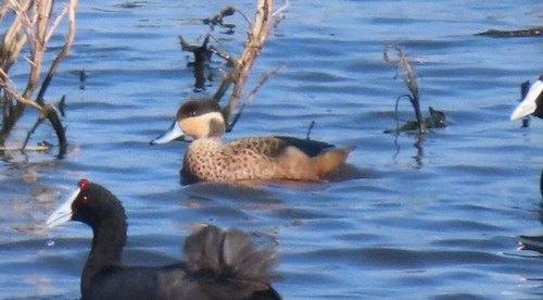 iNaturalist image
