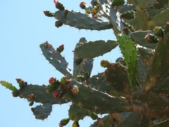 Opuntia dejecta