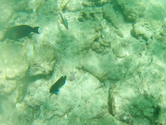 Centropyge multispinis