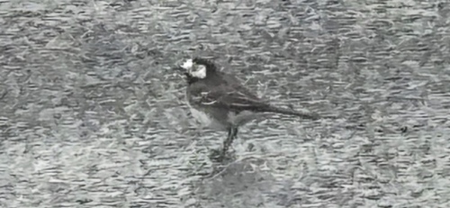 White Wagtail