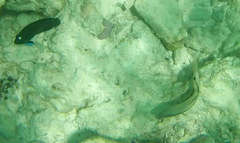 Centropyge multispinis