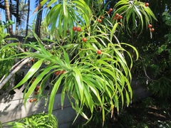 Dracaena