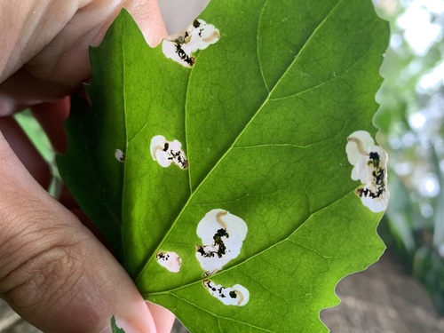 Orache Leafminer Moth photo 4