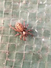 Euophrys