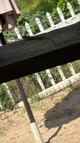 Green Anole