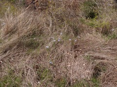 Nemastylis geminiflora