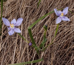 Nemastylis geminiflora
