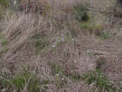 Nemastylis geminiflora