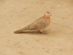 Streptopelia senegalensis