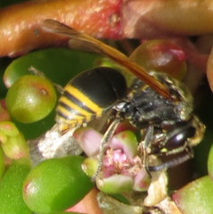 Pachodynerus nasidens