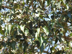 Croton reflexifolius