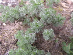Artemisia austriaca