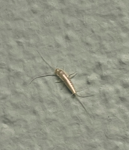 Geisterfischchen