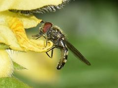 Platycheirus scutatus