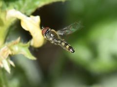 Platycheirus scutatus