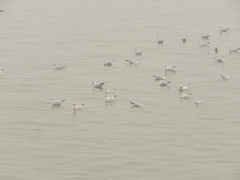 Chroicocephalus ridibundus