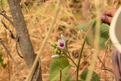 Ipomoea campanulata