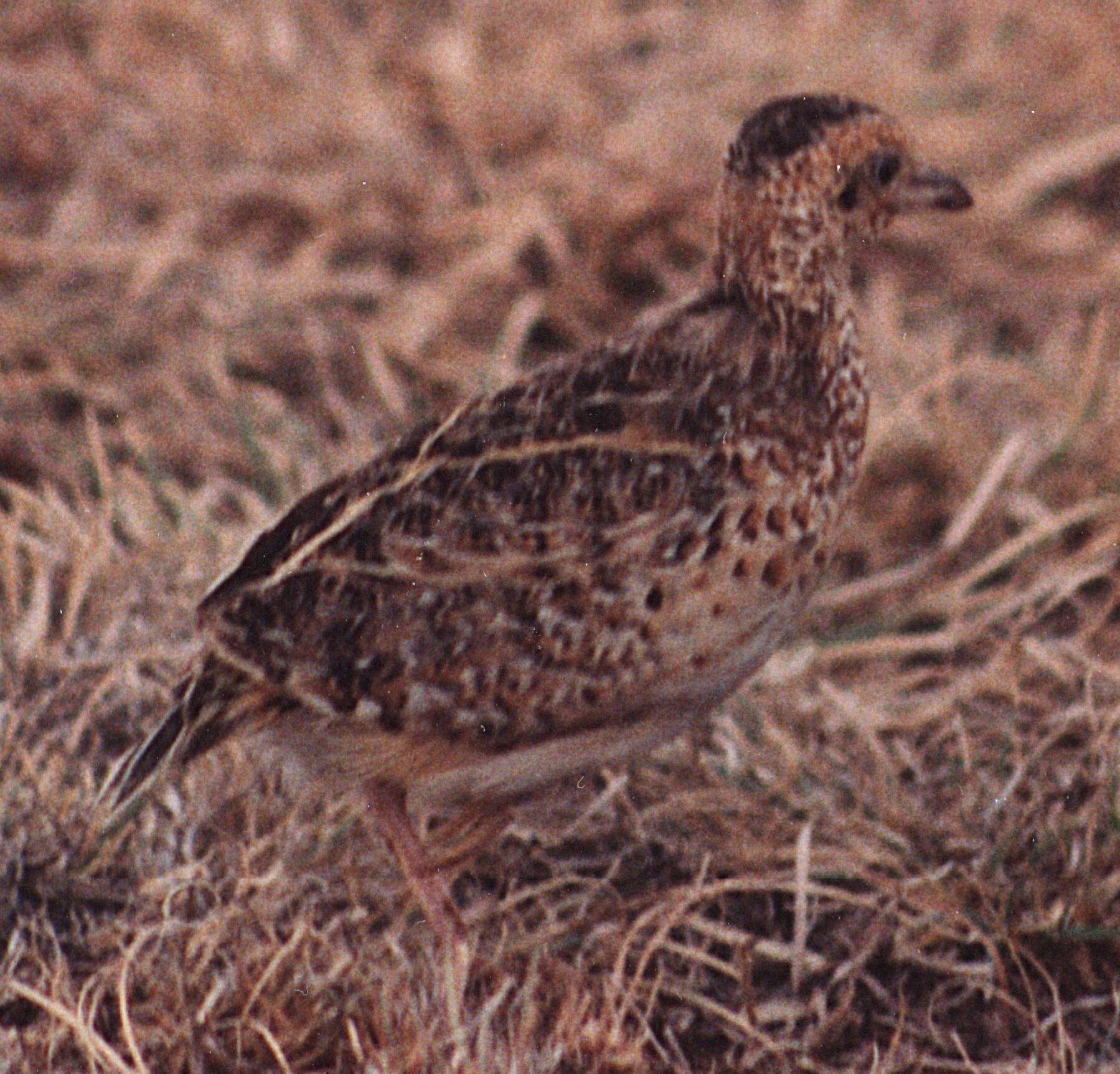 Black-rumped Buttonquail (Turnix nanus), photo 2