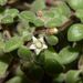 Fragile Stonecrop - Photo (c) Ariel Rotondo, some rights reserved (CC BY-NC), uploaded by Ariel Rotondo