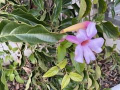 Amphilophium