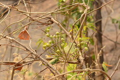 Ipomoea campanulata