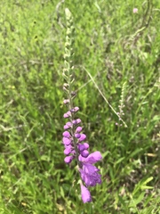 Physostegia pulchella