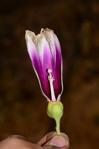 Image of Ipomoea campanulata by no rights reserved