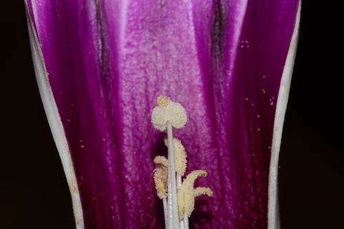 Image of Ipomoea campanulata by no rights reserved