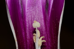 Ipomoea campanulata