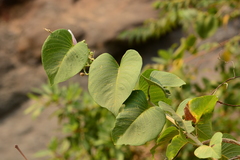 Ipomoea campanulata
