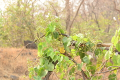 Ipomoea campanulata
