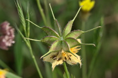 Nigella ciliaris
