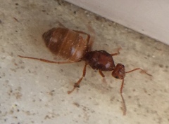Prenolepis nitens