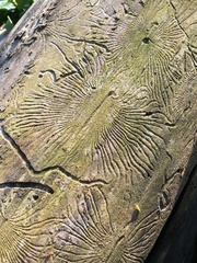 Scolytus