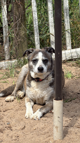 Domestic Dog