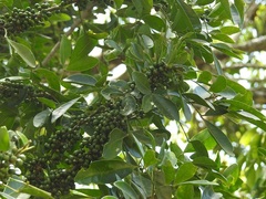 Trichilia havanensis