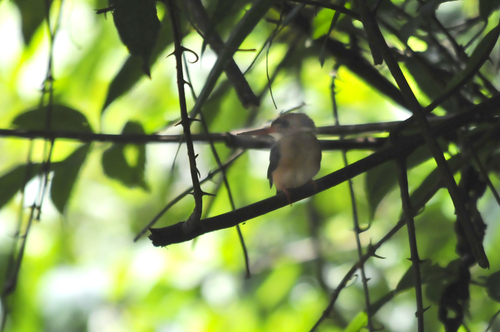 iNaturalist image