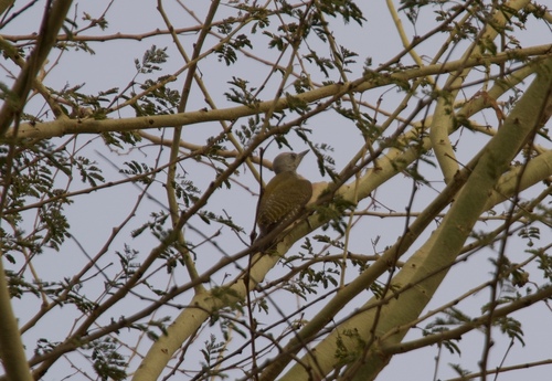 African Grey Woodpecker