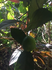 Citrus × aurantiifolia