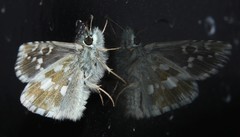 Pyrgus serratulae