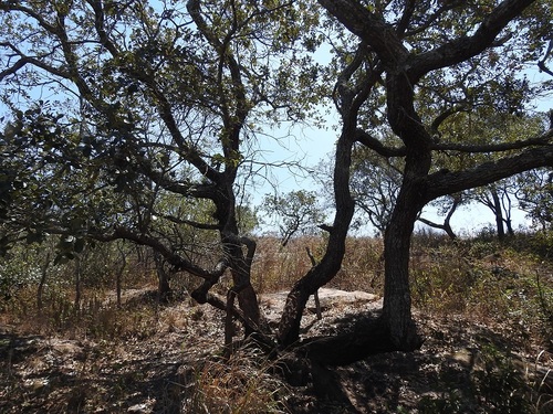 Quercus oleoides (Quercus oleoides)