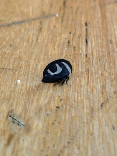 Black-and-white Treehopper