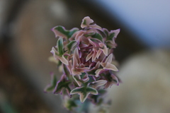 Baculellum articulatum