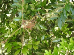 Matayba oppositifolia