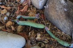 Baculellum articulatum
