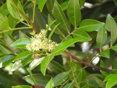 Matayba oppositifolia