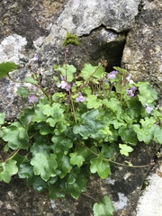 Cymbalaria muralis