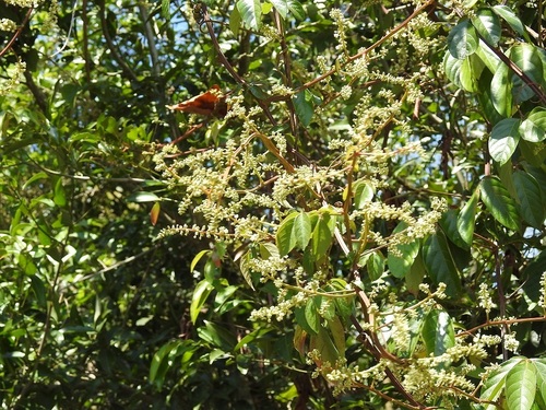 Paullinia costata · iNaturalist