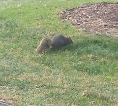 Sciurus niger