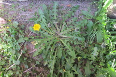 Taraxacum pseudohamatum